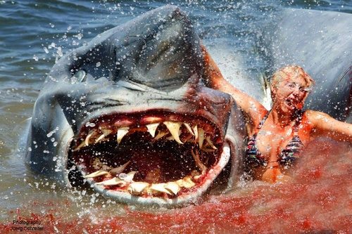 2-Headed-Shark-Attack-brooke-hogan-25271567-500-333